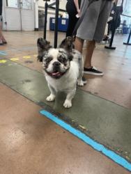 Shelter Stray Female Dog last seen , 14409 Vanowen St, Van Nuys, CA 91405, USA