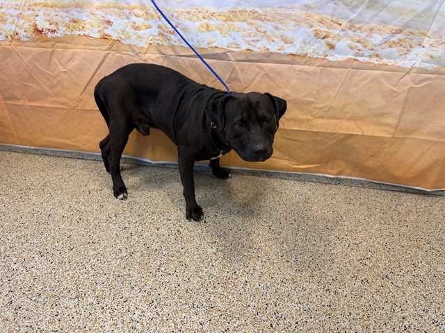 Shelter Stray Male Dog last seen Near BLOCK NE 5 AVE, 3599 NW 79th Ave, Doral, FL 33122, USA