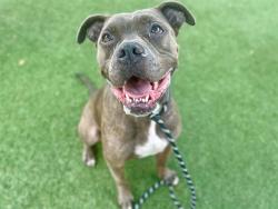 Shelter Stray Male Dog last seen , 2769 Conroy Rd, Orlando, FL 32839, USA