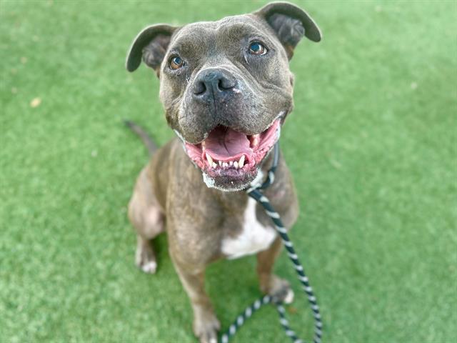 Shelter Stray Male Dog last seen , 2769 Conroy Rd, Orlando, FL 32839, USA