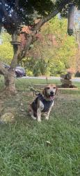 Reunited Male Dog last seen Lasalle Lane, Irondale, AL 35210