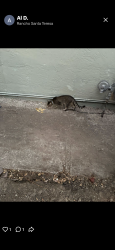Reunited Male Cat last seen Cottle Rd, San Jose, CA 95123