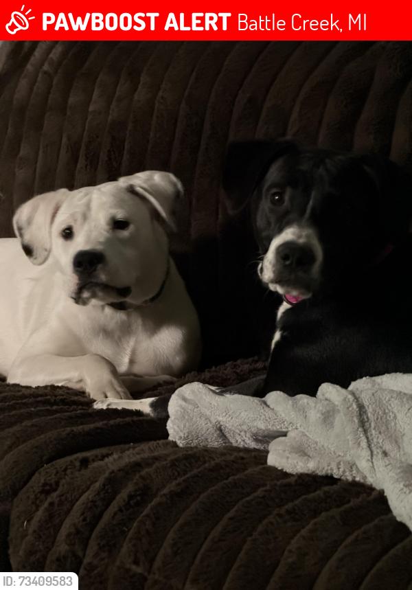 Lost Male Dog last seen Near 1/2 Mile and D Drive North, Battle Creek, MI 49014