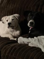 Lost Male Dog last seen Near 1/2 Mile and D Drive North, Battle Creek, MI 49014