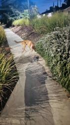 Found/Stray Unknown Dog last seen Olive & Willow, Fresno, CA 93727