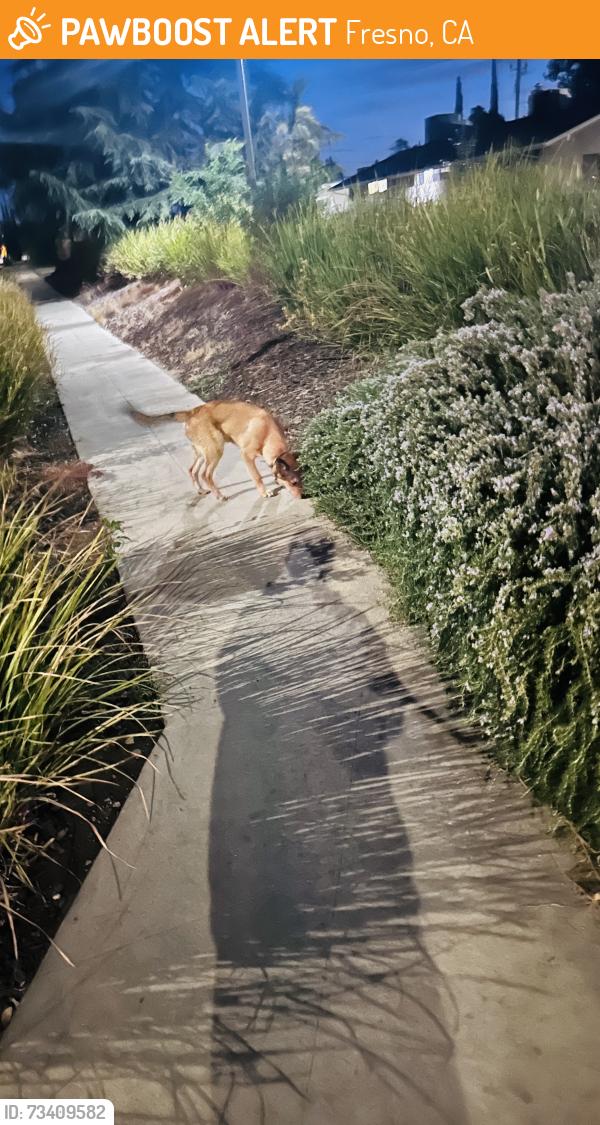 Found/Stray Unknown Dog last seen Olive & Willow, Fresno, CA 93727