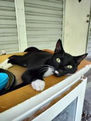Found/Stray Unknown Cat last seen Center and Saturn, Citrus County, FL 34453