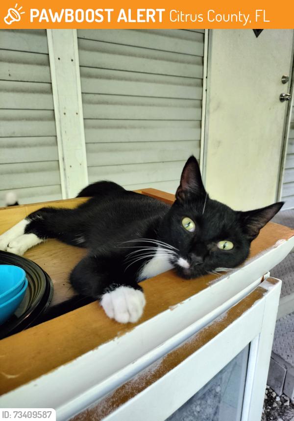 Found/Stray Unknown Cat last seen Center and Saturn, Citrus County, FL 34453