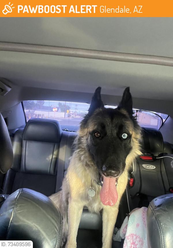 Found/Stray Unknown Dog last seen Union Hills & 39th, Glendale, AZ 85308