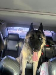 Found/Stray Unknown Dog last seen Union Hills & 39th, Glendale, AZ 85308