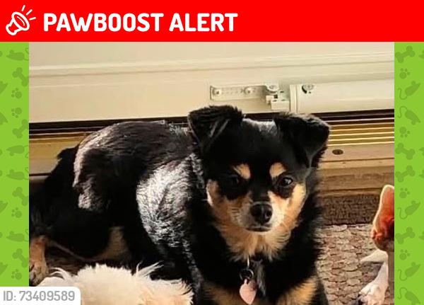Lost Female Dog last seen Old Columbus Rd & OH-54, SOUTH VIENNA, Pleasant twp, OH 45369, Pleasant Township, OH 45369
