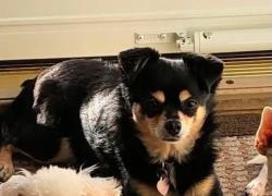 Lost Female Dog last seen Old Columbus Rd & OH-54, SOUTH VIENNA, Pleasant twp, OH 45369, Pleasant Township, OH 45369