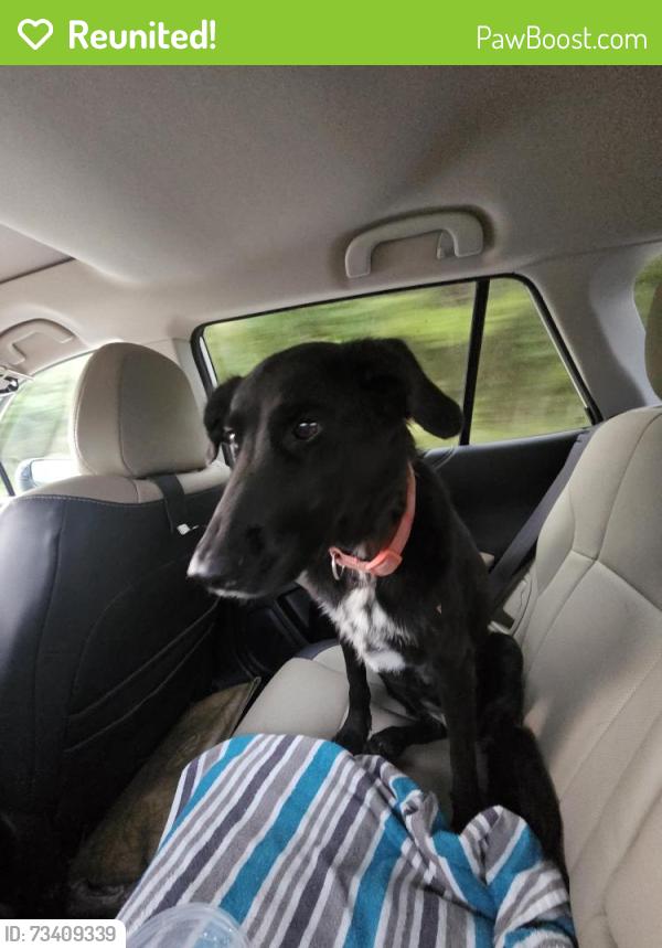 Reunited Female Dog last seen Near Opossum Creek, Soddy-Daisy, TN 37379