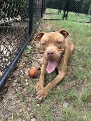 Shelter Stray Male Dog last seen Near COLUMBIA DR, 30034, GA, 3280 Chamblee Dunwoody Rd, Chamblee, GA 30341, USA