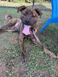 Shelter Stray Male Dog last seen Near Boulder Rd Se Atlanta, 30316, 30316, GA, 3280 Chamblee Dunwoody Rd, Chamblee, GA 30341, USA