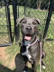 Shelter Stray Female Dog last seen Near Wildcat Road Decatur, 30034, 30034, GA, 3280 Chamblee Dunwoody Rd, Chamblee, GA 30341, USA