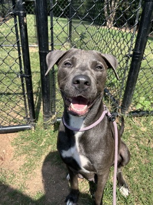 Shelter Stray Female Dog last seen Near Wildcat Road Decatur, 30034, 30034, GA, 3280 Chamblee Dunwoody Rd, Chamblee, GA 30341, USA