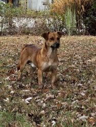Found/Stray Male Dog last seen Wood St cul-de-sac, Rogers, AR 72756