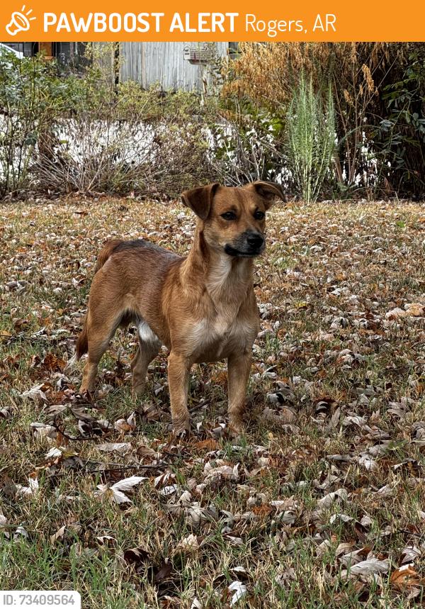 Found/Stray Male Dog last seen Wood St cul-de-sac, Rogers, AR 72756