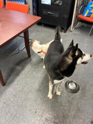 Reunited Unknown Dog last seen Near, Staten Island, NY 10301