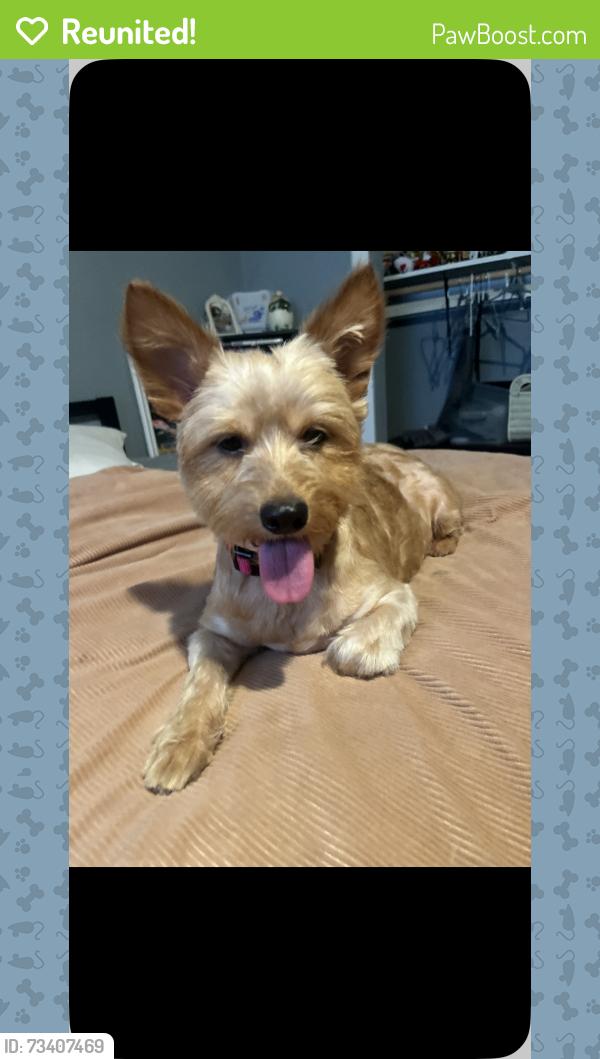 Reunited Female Dog last seen Avalon and 83, Los Angeles, CA 90003