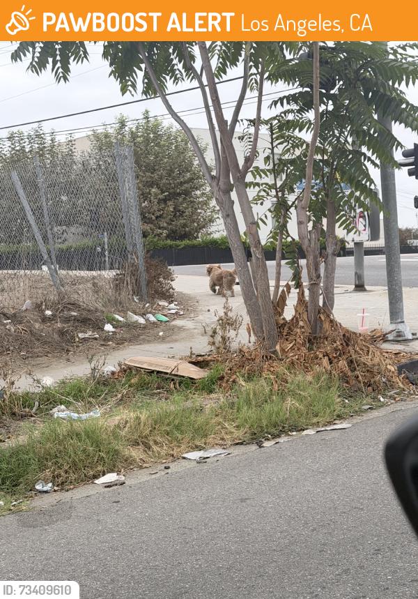 Found/Stray Unknown Dog last seen Wilmington and santa ana, Los Angeles, CA 90059