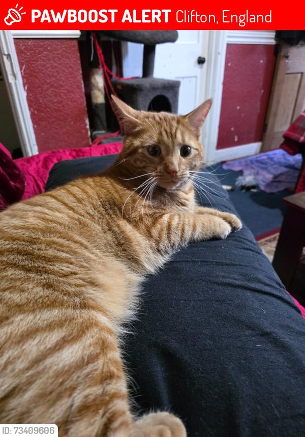 Lost Male Cat last seen Rochester Walk/ Brantford Avenue/ Wheatacre Road, Clifton, England 