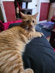 Lost Male Cat last seen Rochester Walk/ Brantford Avenue/ Wheatacre Road, Clifton, England 