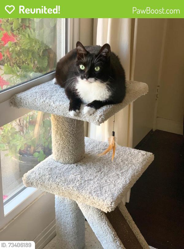 Reunited Male Cat last seen Memorial Park, Carpinteria, CA 93013