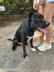 Found/Stray Male Dog last seen New paces ferry, Atlanta, GA 30339
