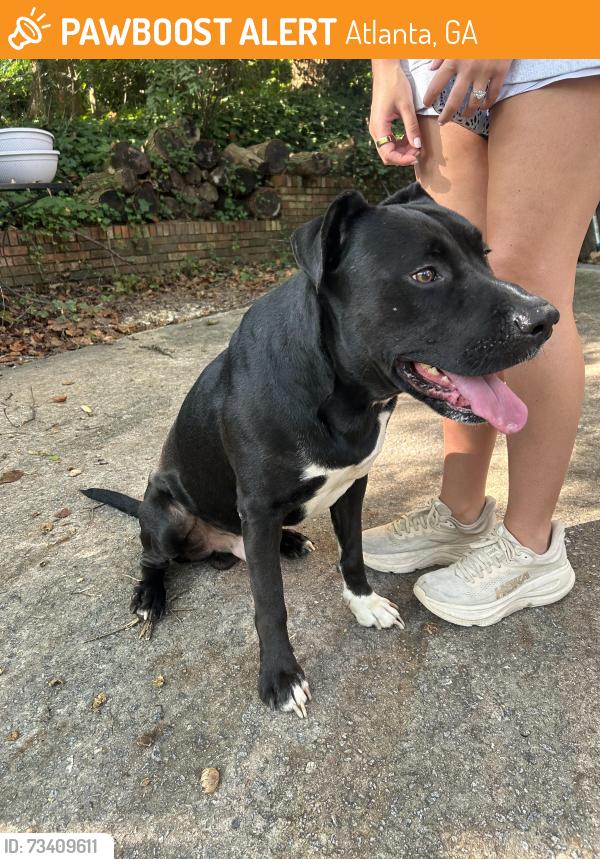 Found/Stray Male Dog last seen New paces ferry, Atlanta, GA 30339