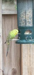 Found/Stray Unknown Bird last seen Near ne 7th street Deerfield Beach, FL, Deerfield Beach, FL 33441