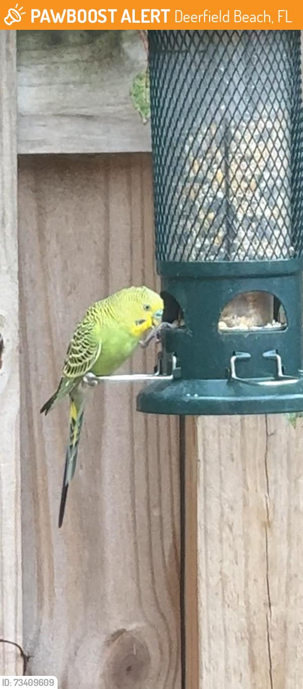 Found/Stray Unknown Bird last seen Near ne 7th street Deerfield Beach, FL, Deerfield Beach, FL 33441