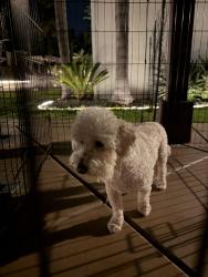Found/Stray Male Dog last seen H, Chula Vista, CA 91910