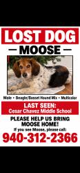 Reunited Male Dog last seen Near Hop Ranch Rd, Union City, CA 94587, USA, Union City, CA 94587