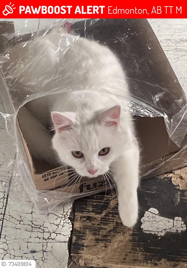 Lost Female Cat last seen Near 182 St NW Edmonton, Edmonton, AB T5T 1M3