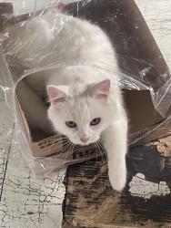 Lost Female Cat last seen Near 182 St NW Edmonton, Edmonton, AB T5T 1M3