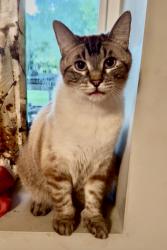 Lost Male Cat last seen 82nd and Old Cheney, Lincoln, NE 68516