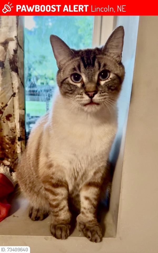 Lost Male Cat last seen 82nd and Old Cheney, Lincoln, NE 68516