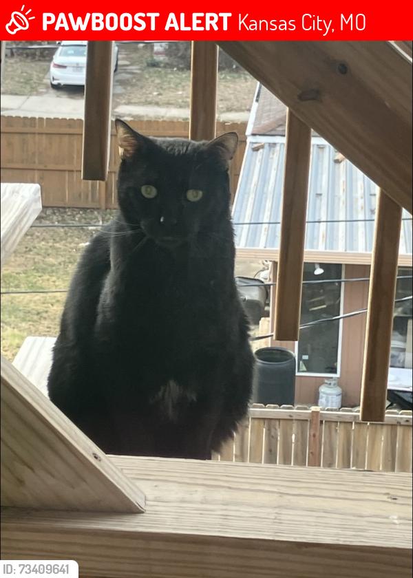 Lost Male Cat last seen Gladstone and Thompson, Kansas City, MO 64124