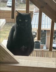 Lost Male Cat last seen Gladstone and Thompson, Kansas City, MO 64124