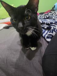 Reunited Male Cat last seen Madison Ave, Pasadena, CA 91105