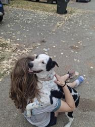 Found/Stray Female Dog last seen Across from landers Chevrolet., Norman, OK 73072