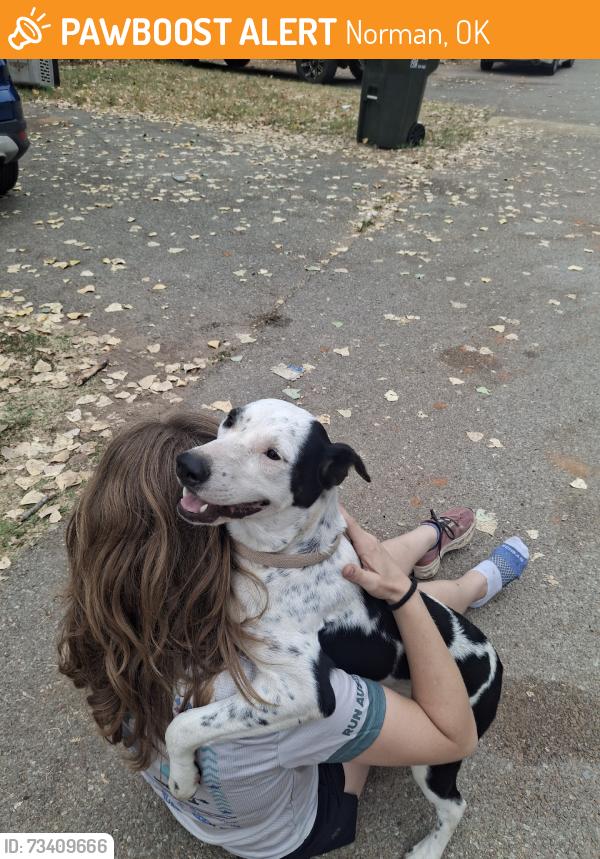 Found/Stray Female Dog last seen Across from landers Chevrolet., Norman, OK 73072
