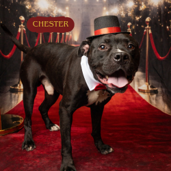 Shelter Stray Male Dog last seen , Animal Care & Control Team of Philly, 111 W Hunting Park Ave, Philadelphia, PA 19140, USA