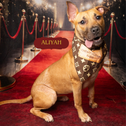 Shelter Stray Female Dog last seen , Animal Care & Control Team of Philly, 111 W Hunting Park Ave, Philadelphia, PA 19140, USA
