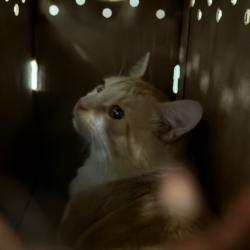 Shelter Stray Male Cat last seen , Animal Care & Control Team of Philly, 111 W Hunting Park Ave, Philadelphia, PA 19140, USA
