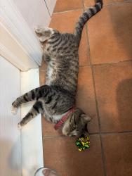 Found/Stray Male Cat last seen Callowhill, Philadelphia, PA 19123