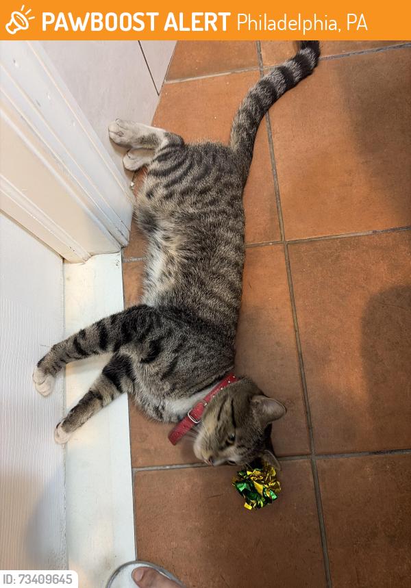 Found/Stray Male Cat last seen Callowhill, Philadelphia, PA 19123