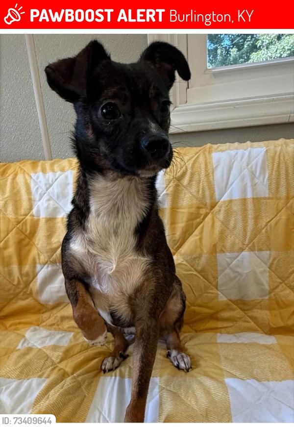 Lost Female Dog last seen Idlewild, Burlington, KY 41005